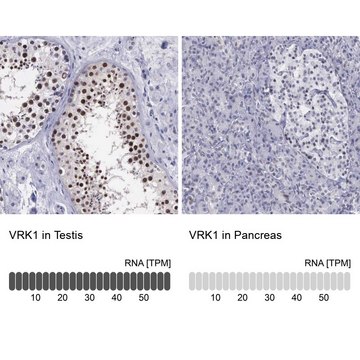 Anti-VRK1 antibody produced in rabbit Prestige Antibodies&#174; Powered by Atlas Antibodies, affinity isolated antibody, buffered aqueous glycerol solution