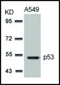 Anti-TP53 (Ab-315) antibody produced in rabbit affinity isolated antibody