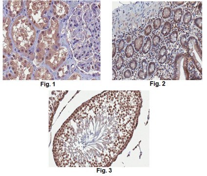 Anti-VprBP Antibody, clone 8A7.2 clone 8A7.2, from mouse, purified by using protein G