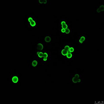 Anti-Glucuronoxylomannan (GXM) Antibody, clone 18B7 clone 18B7, from mouse