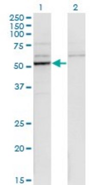 Monoclonal Anti-CYP26B1 antibody produced in mouse clone 1H6, purified immunoglobulin, buffered aqueous solution