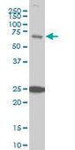 Monoclonal Anti-TRIM25 antibody produced in mouse clone 5C3, purified immunoglobulin, buffered aqueous solution