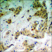 Anti-phospho-PTEN (pSer385) antibody produced in rabbit affinity isolated antibody