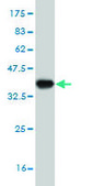 Monoclonal Anti-GOLGA5 antibody produced in mouse clone 6B3, purified immunoglobulin, buffered aqueous solution