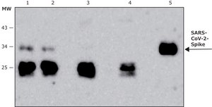 Anti-SARS-COV-2-Spike-RBD region antibody, Mouse monoclonal clone SP-10, purified from hybridoma cell culture