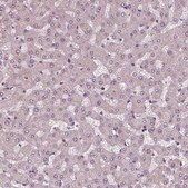 Anti-GAL antibody produced in rabbit Prestige Antibodies&#174; Powered by Atlas Antibodies, affinity isolated antibody, buffered aqueous glycerol solution