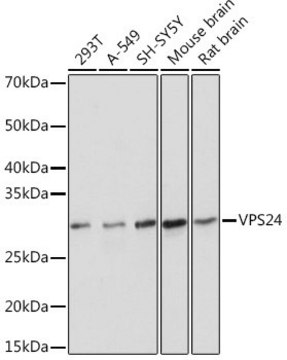 Anti-VPS24 antibody produced in rabbit