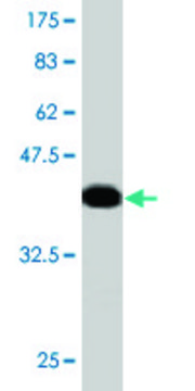 Monoclonal Anti-MGAT4A, (C-terminal) antibody produced in mouse clone 8C5, purified immunoglobulin, buffered aqueous solution