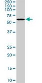 Monoclonal Anti-PLK1 antibody produced in mouse clone 4G11, purified immunoglobulin, buffered aqueous solution