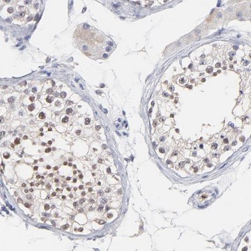 Anti-SMARCA1 antibody produced in rabbit Prestige Antibodies&#174; Powered by Atlas Antibodies, affinity isolated antibody, buffered aqueous glycerol solution