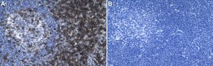 Anti-CD3&#950;/CD247 Antibody, clone 1N11 ZooMAb&#174; Rabbit Monoclonal recombinant, expressed in HEK 293 cells