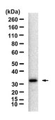 Anti-PENK Antibody, clone 1M12 ZooMAb&#174; Rabbit Monoclonal recombinant, expressed in HEK 293 cells