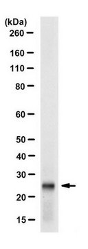 Anti-CBX1 (HP1 beta) Antibody, clone 5E9.1 clone 5E9.1, from mouse