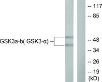Anti-GSK3 antibody produced in rabbit affinity isolated antibody