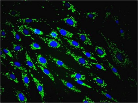 Anti-Mitochondria Antibody, clone 113-1, Alexa Fluor&#8482; 488 conjugate clone 113-1, from mouse, ALEXA FLUOR&#8482; 488