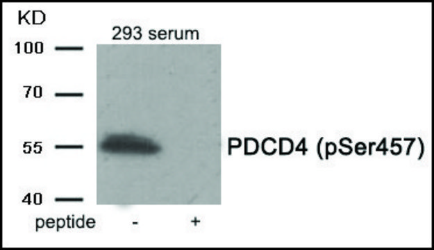 Anti-phospho-PDCD4 (pSer457) antibody produced in rabbit affinity isolated antibody