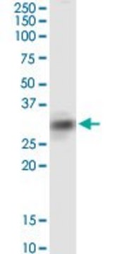 Monoclonal Anti-SIRT4, (C-terminal) antibody produced in mouse clone 1C8, purified immunoglobulin, buffered aqueous solution