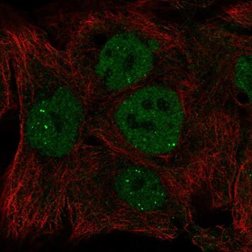Anti-INO80 antibody produced in rabbit Prestige Antibodies&#174; Powered by Atlas Antibodies, affinity isolated antibody