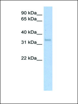 Anti-CA4 (AB2) antibody produced in rabbit IgG fraction of antiserum