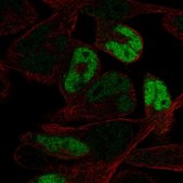 Anti-MYOG antibody produced in rabbit Prestige Antibodies&#174; Powered by Atlas Antibodies, affinity isolated antibody