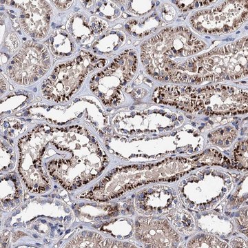Anti-SCPEP1 antibody produced in rabbit Prestige Antibodies&#174; Powered by Atlas Antibodies, affinity isolated antibody, buffered aqueous glycerol solution