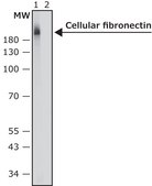 Monoclonal Anti-Fibronectin, Cellular antibody produced in mouse clone FN-3E2, ascites fluid