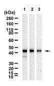 Anti-Caspase-9 Antibody, clone 1G22 ZooMAb&#174; Rabbit Monoclonal recombinant, expressed in HEK 293 cells