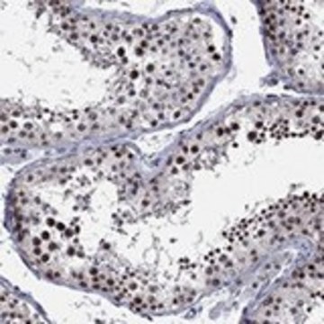 Anti-DGCR8 antibody produced in rabbit Prestige Antibodies&#174; Powered by Atlas Antibodies, affinity isolated antibody, buffered aqueous glycerol solution