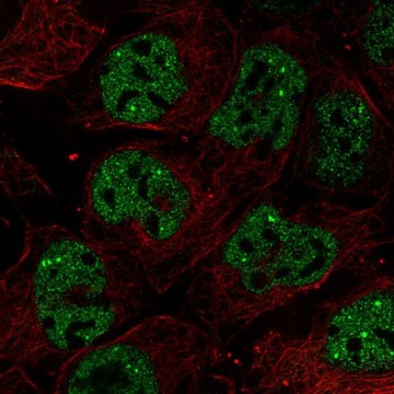Anti-RNF34 antibody produced in rabbit Prestige Antibodies&#174; Powered by Atlas Antibodies, affinity isolated antibody