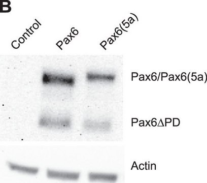 Anti-PAX6 Antibody from rabbit, purified by affinity chromatography