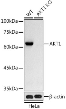 [KO Validated]Anti-AKT1 Antibody, clone 0O8L9, Rabbit Monoclonal