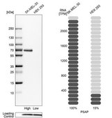Anti-PSAP antibody produced in rabbit Prestige Antibodies&#174; Powered by Atlas Antibodies, affinity isolated antibody, buffered aqueous glycerol solution