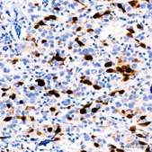 Anti-Cyclin A2 Antibody, clone 3E9Z3, Rabbit Monoclonal