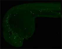 Monoclonal Anti-5-Methylcytosine / 5-mC antibody produced in mouse clone GT4111, affinity isolated antibody