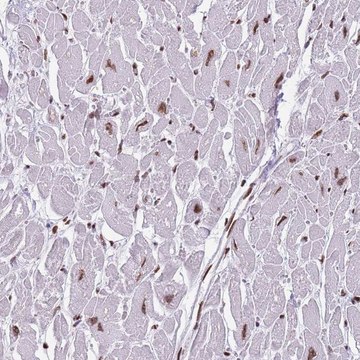 Anti-KPNA3 antibody produced in rabbit Prestige Antibodies&#174; Powered by Atlas Antibodies, affinity isolated antibody, buffered aqueous glycerol solution