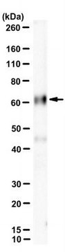 Anti-p66shc Antibody, clone BG8