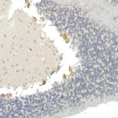 Anti-CNTN4 Antibody, clone 9Q7X9, Rabbit Monoclonal