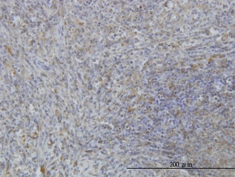 Monoclonal Anti-MARCKS antibody produced in mouse clone 2C2, purified immunoglobulin, buffered aqueous solution