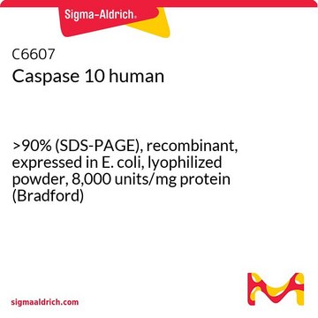 Caspase 10 human &gt;90% (SDS-PAGE), recombinant, expressed in E. coli, lyophilized powder, 8,000&#160;units/mg protein (Bradford)