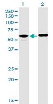 Monoclonal Anti-PPP2R5D antibody produced in mouse clone 4E12, purified immunoglobulin, buffered aqueous solution