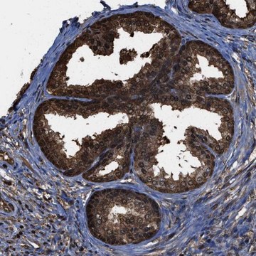 Anti-FNTA antibody produced in rabbit Prestige Antibodies&#174; Powered by Atlas Antibodies, affinity isolated antibody, buffered aqueous glycerol solution