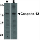 Anti-Caspase-12 (small) antibody produced in rabbit affinity isolated antibody, buffered aqueous solution