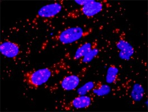 Anti-SKP1 antibody produced in rabbit purified immunoglobulin, buffered aqueous solution