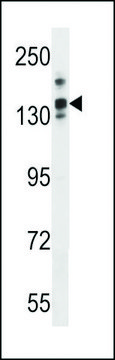 ANTI-LRRC16A(C-TERMINAL) antibody produced in rabbit affinity isolated antibody, buffered aqueous solution