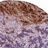 Anti-CGA antibody produced in rabbit Prestige Antibodies&#174; Powered by Atlas Antibodies, affinity isolated antibody, buffered aqueous glycerol solution