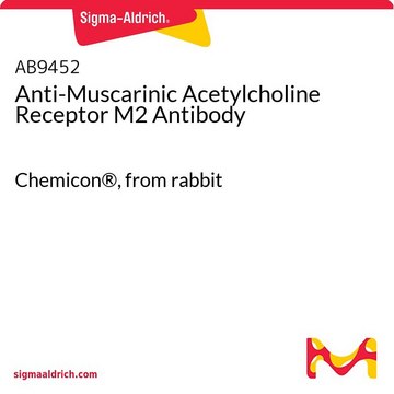 Anti-Muscarinic Acetylcholine Receptor M2 Antibody Chemicon&#174;, from rabbit