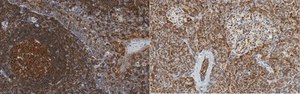 Anti-NRF2 Antibody, clone 6H11.1 clone 6H11.1, from mouse