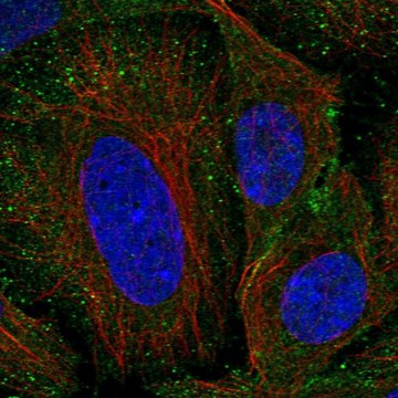 Anti-SEM1 antibody produced in rabbit Prestige Antibodies&#174; Powered by Atlas Antibodies, affinity isolated antibody