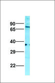 Anti-NR2F2 (AB2) antibody produced in rabbit IgG fraction of antiserum