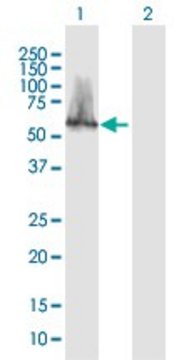 Anti-CACNB3 antibody produced in mouse purified immunoglobulin, buffered aqueous solution